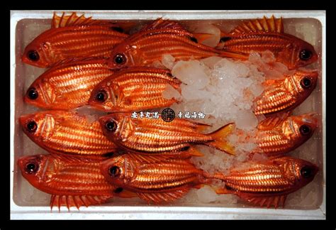 紅鐵甲魚